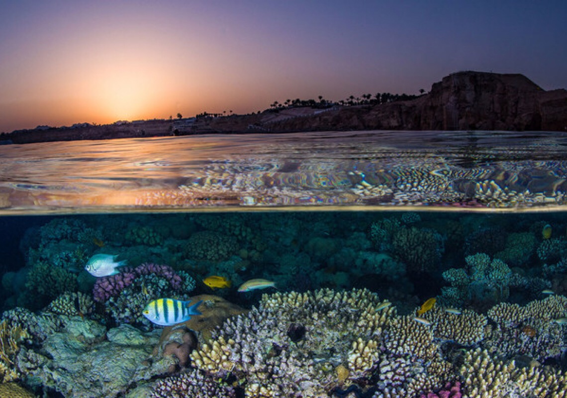 Portugal espera compromissos com os oceanos antes de conferência em Lisboa
