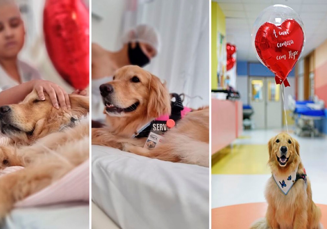 Inca retoma Terapia Assistida por Animais com a cadela Hope