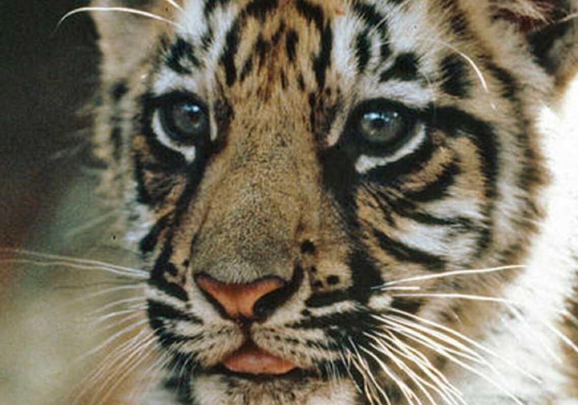 Zoológico no Chile testa vacina contra Covid-19 em leões e tigres