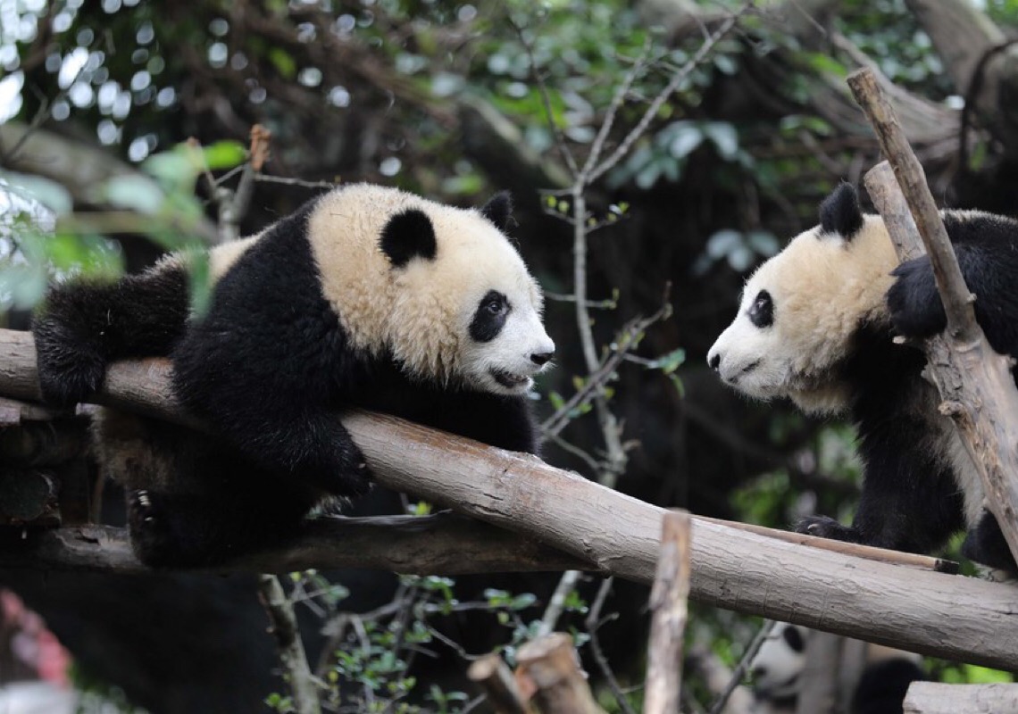 Base de pandas gigantes no sudoeste da China receberá visitantes após expansão