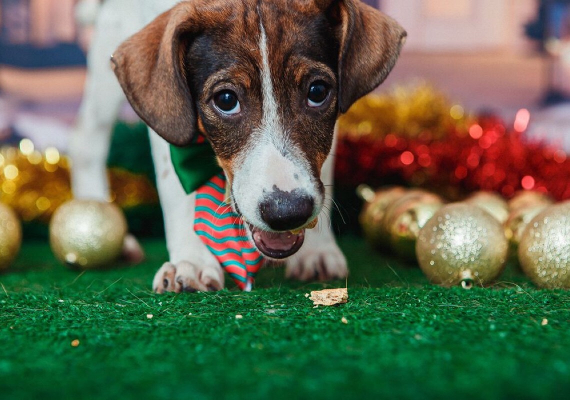 Animais de estimação viram modelos fotográficos para estimular adoção