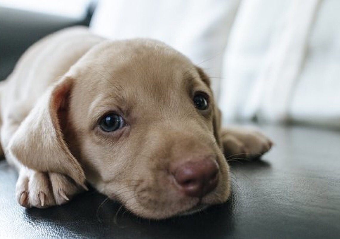 Comunicação de tutores com seus cães ainda é motivo de admiração
