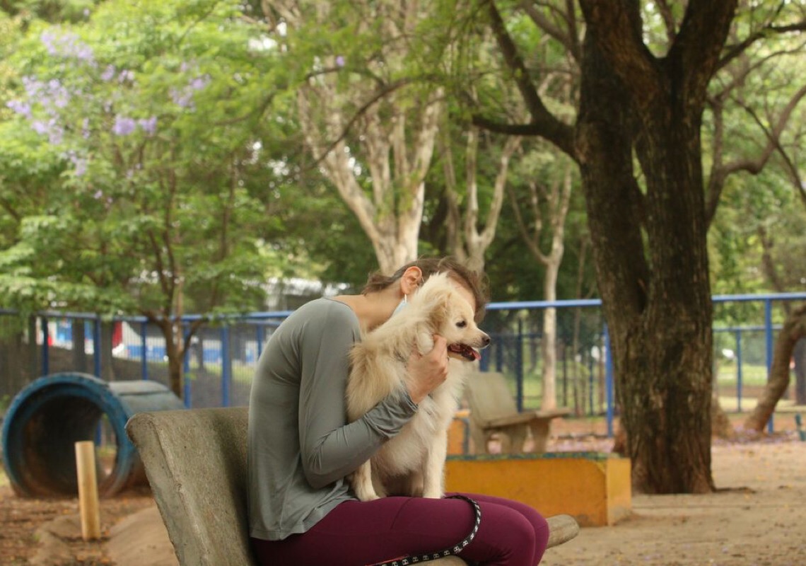Entenda por que fogos de artifício assustam cachorros e gatos