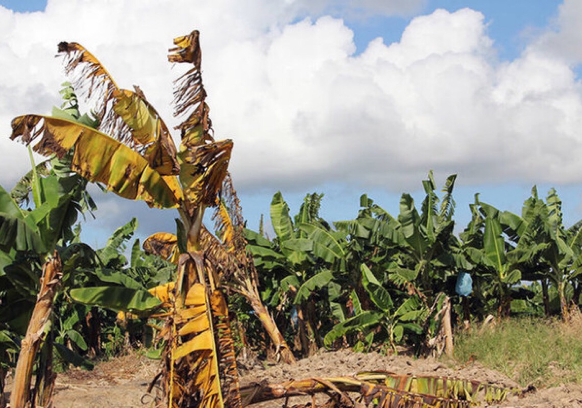Agências usam ciência nuclear para combater doença da banana na América do Sul