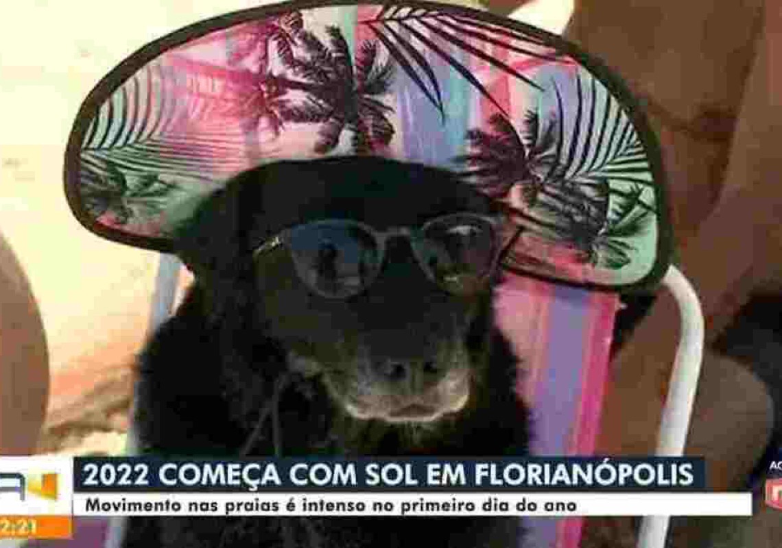 Cachorra sentada em cadeira de praia, com chapéu e óculos, é o 1º meme de 2022