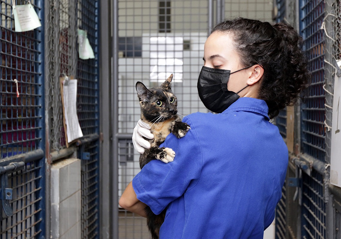 Leve um amigo para casa! Zoonoses tem animais disponíveis para adoção