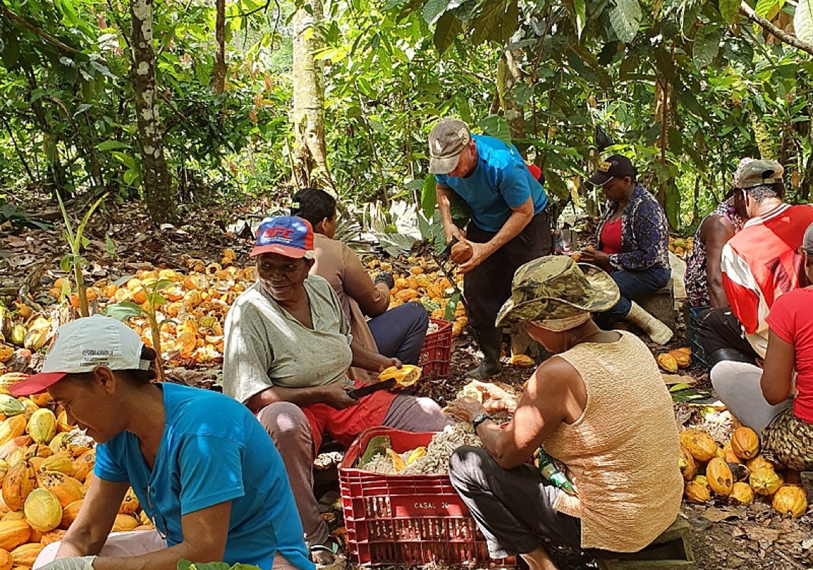 Da escravidão à independência: Famílias conquistam renda com produção agroecológica de cacau