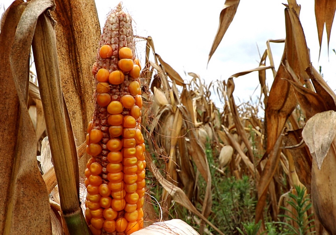 Pequenos agricultores do RS temem pelo pior se nada for feito com relação à estiagem