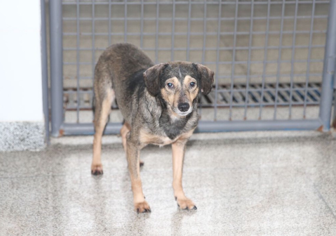 Animais para adoção procuram novas famílias em Brasília