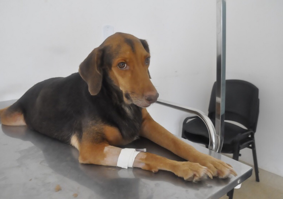 Serviço Veterinário Público tem novo número para atendimento