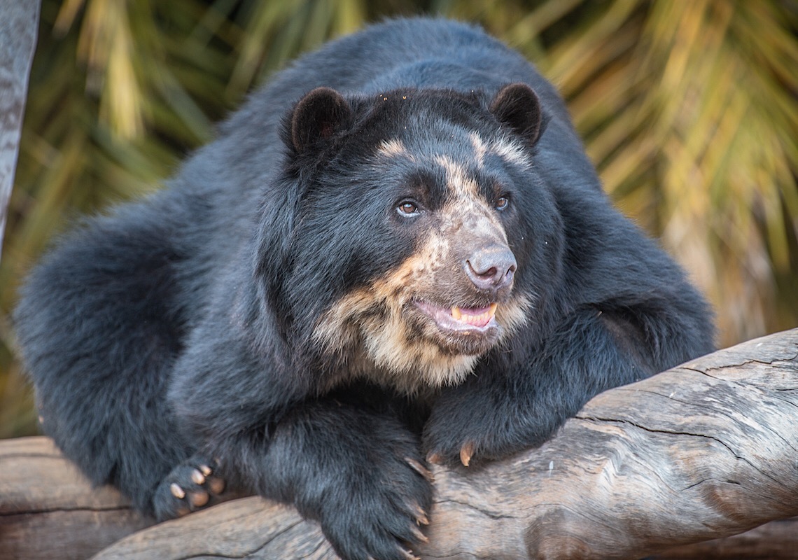 Zoo de Brasília: O amor está no ar, e a natureza agradece