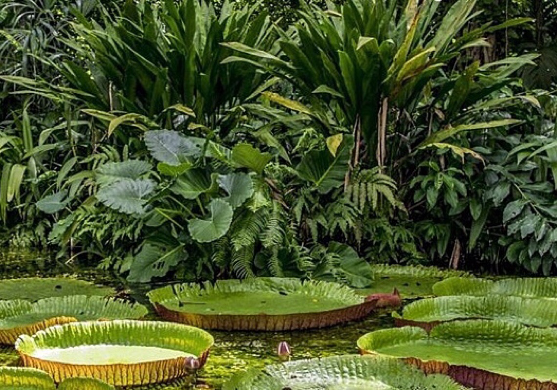 Exposição Amazônia - Universo de contrastes segue com inscrições até o dia 11 de fevereiro