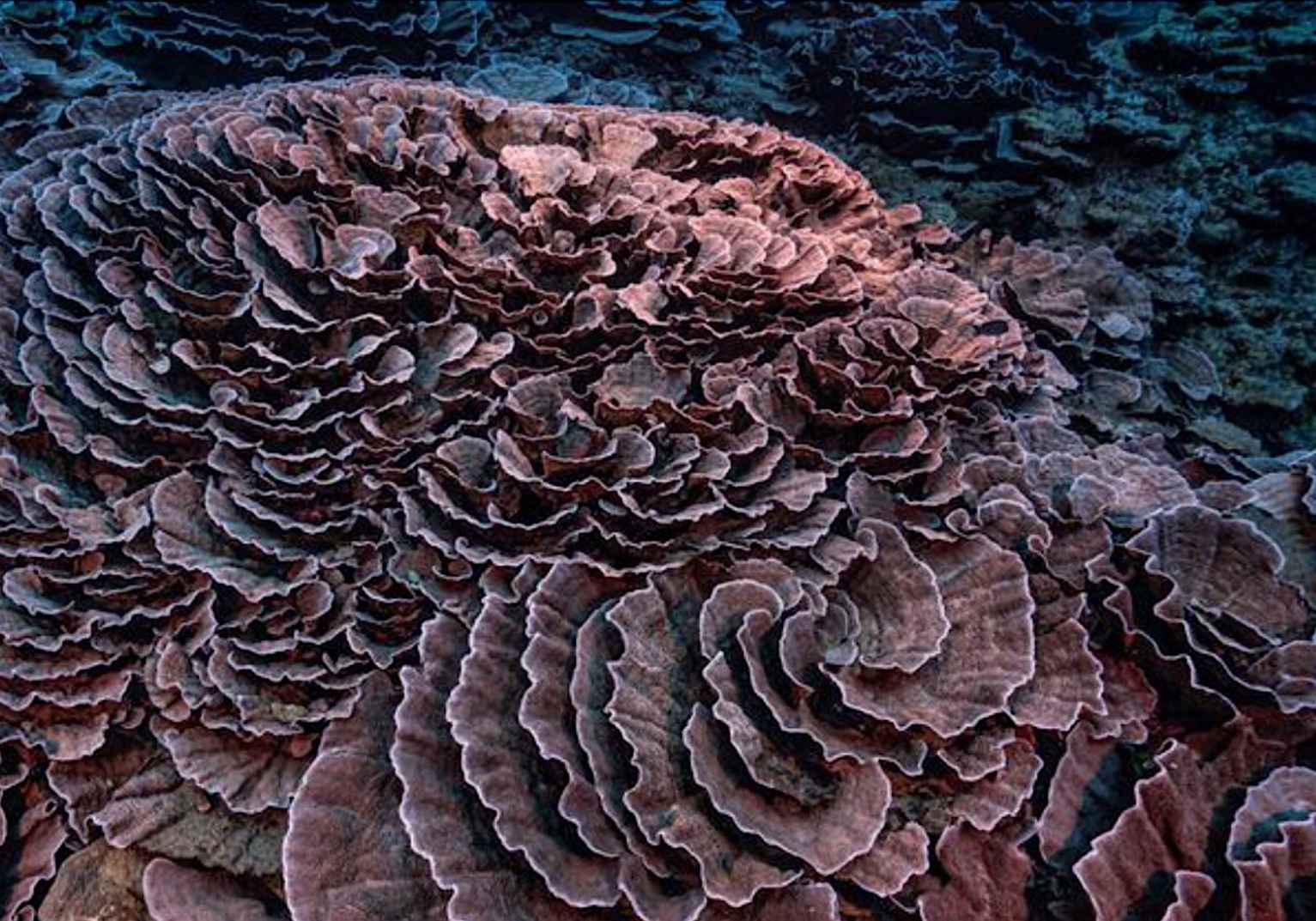 Missão da Unesco descobre um dos maiores recifes de corais do mundo