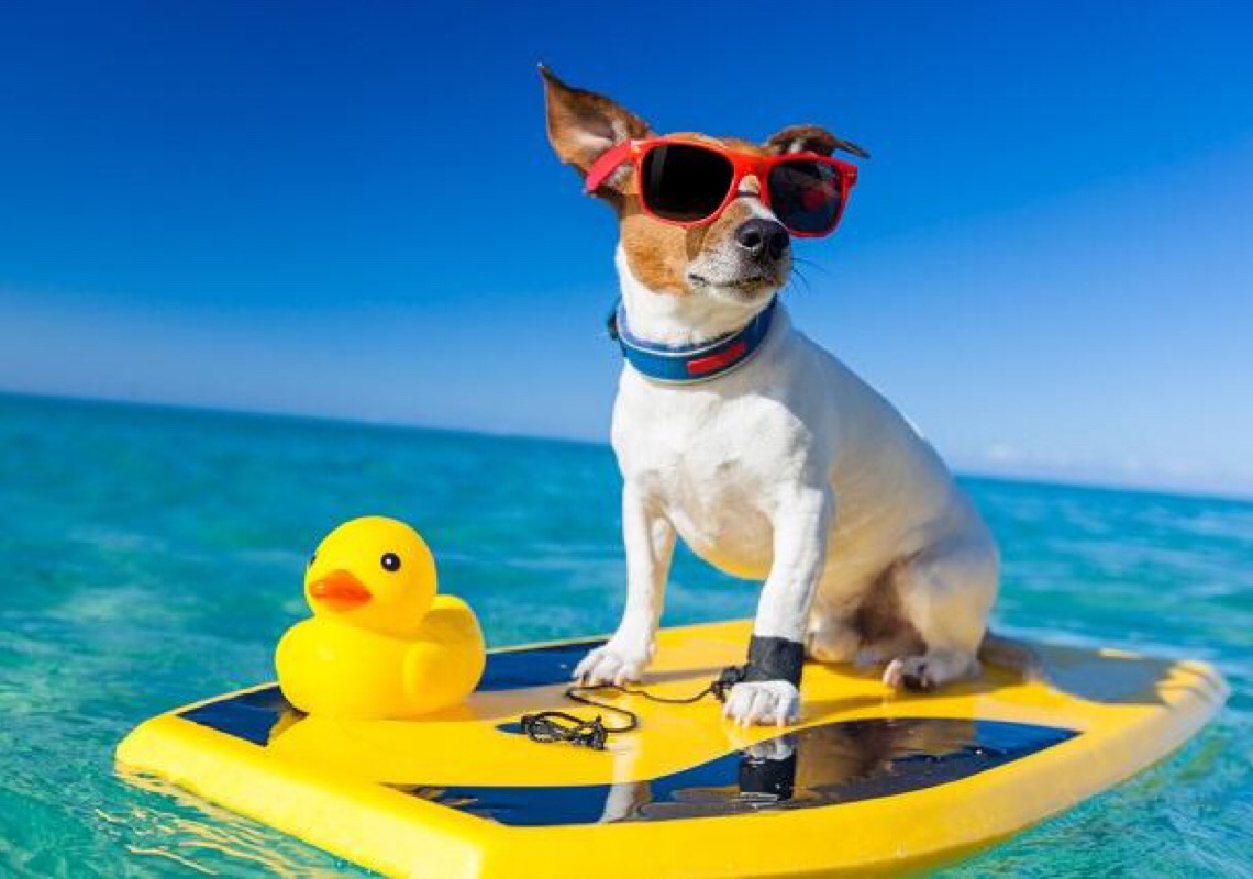 Especialista explica as dúvidas mais recorrentes sobre os pets e o verão