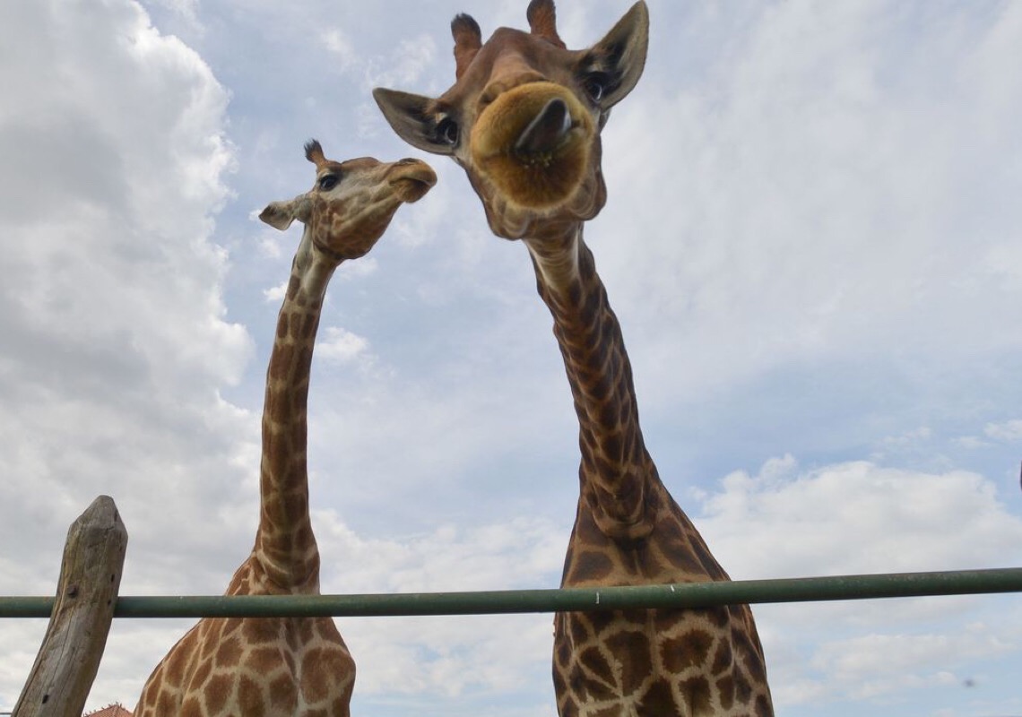 Polícia Federal recolhe 15 girafas em resort e prende duas pessoas