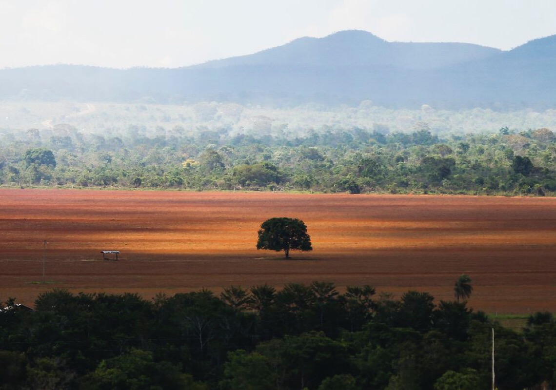 Especialistas discutem monitoramento e desmatamento do Cerrado