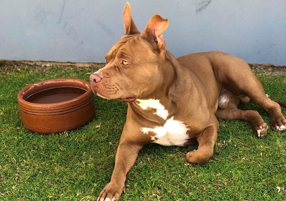 Pitbull influencer aborda em vídeos curtos o preconceito de raças na internet