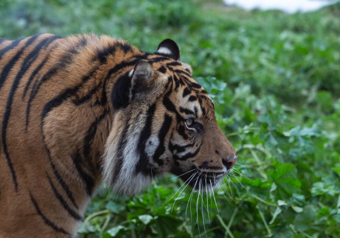 Fundador de zoológico grego envia saudações de Ano Novo e busca colaboração com a China