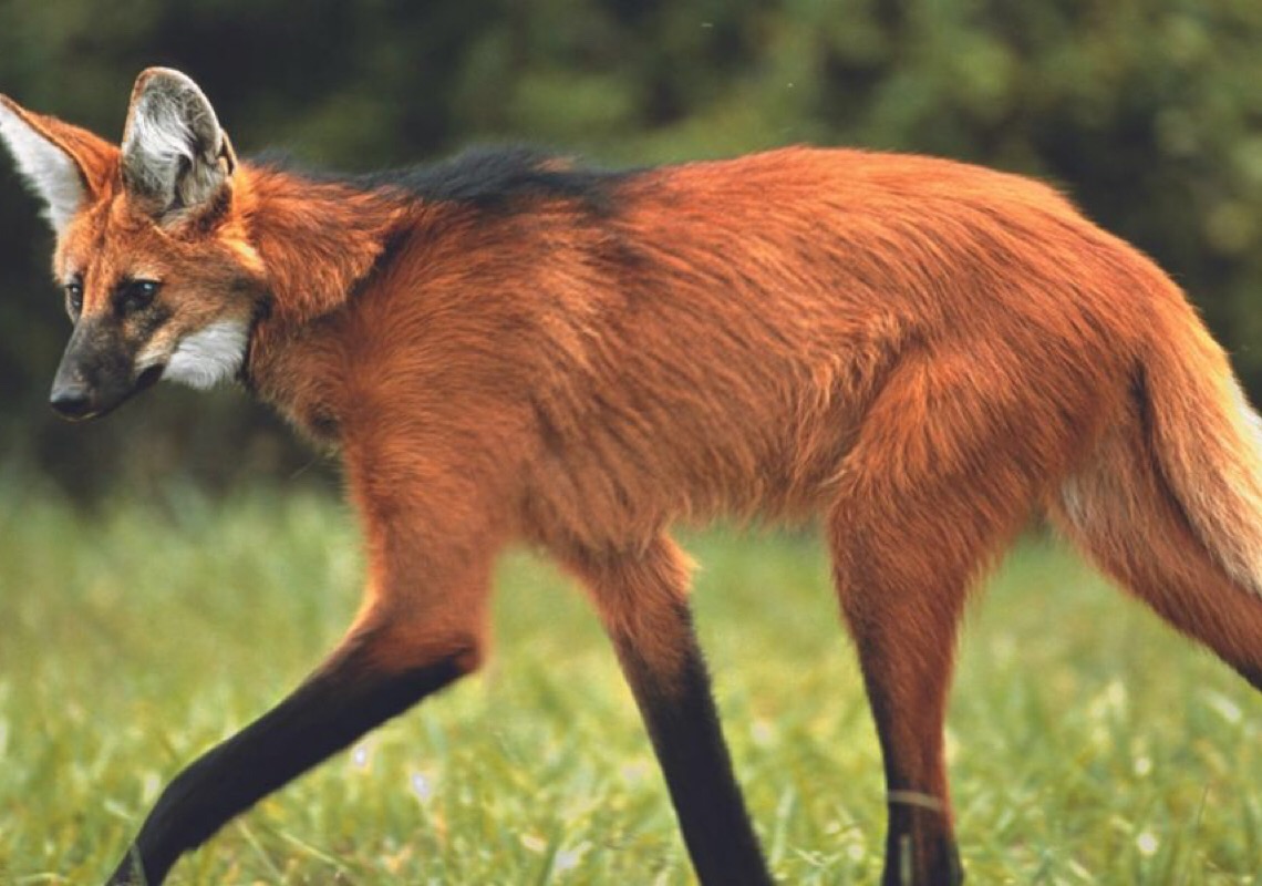 Instrução Ambiental do Distrito Federal estabelece normas para estudo de fauna