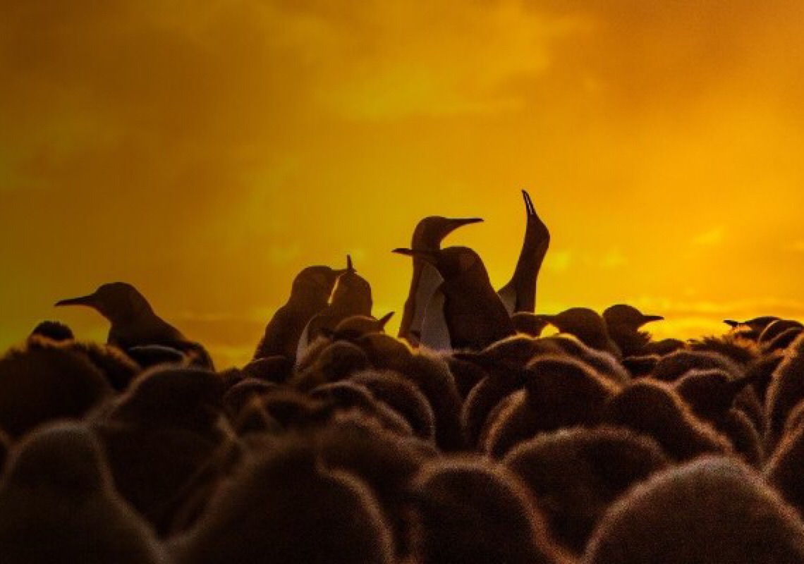 Coalizão pede que Brasil apoie inclusão de bem-estar animal como política de meio ambiente da ONU