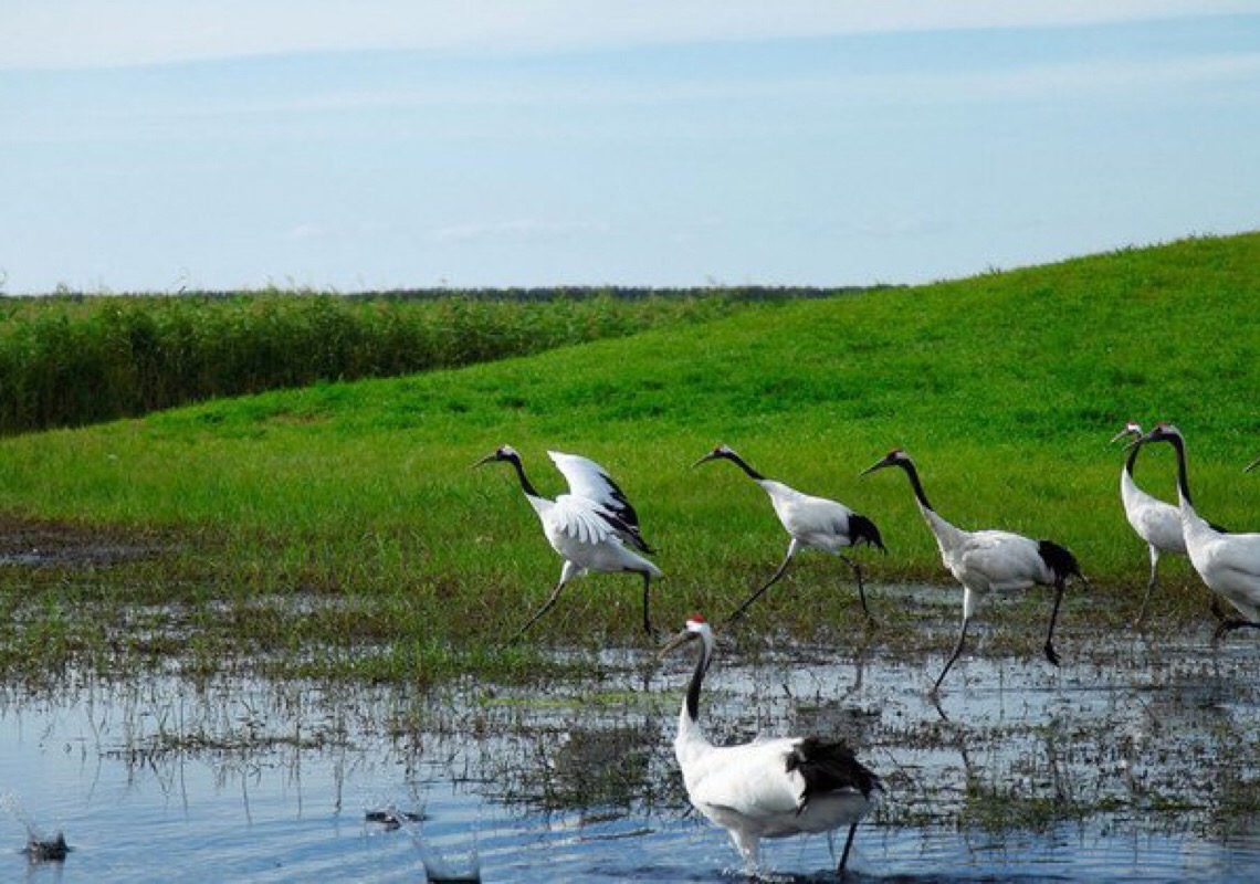 Dia Mundial dos Pântanos foca em ações para conservação dessas zonas úmidas