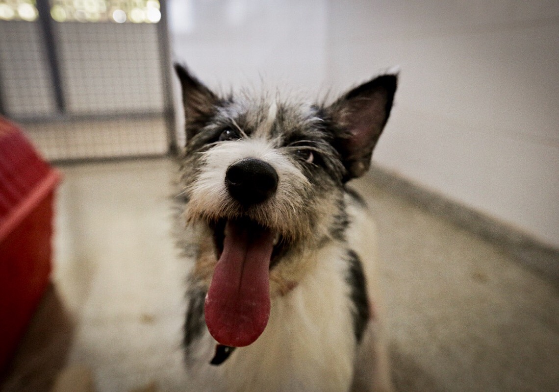 Veja o resultado da seleção para a campanha de castração de 2022