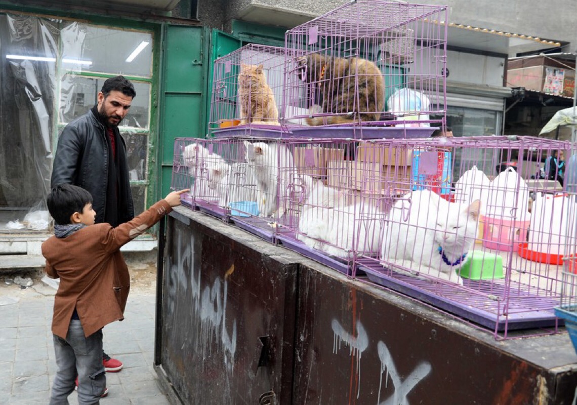 Amantes de animais de estimação se reúnem no mercado Al-Ghazil, centro de Bagdá