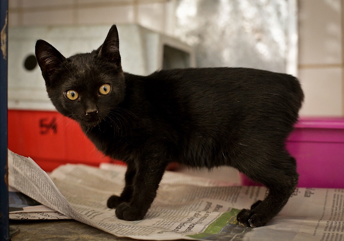 Como você pode ajudar animais que sofrem maus-tratos