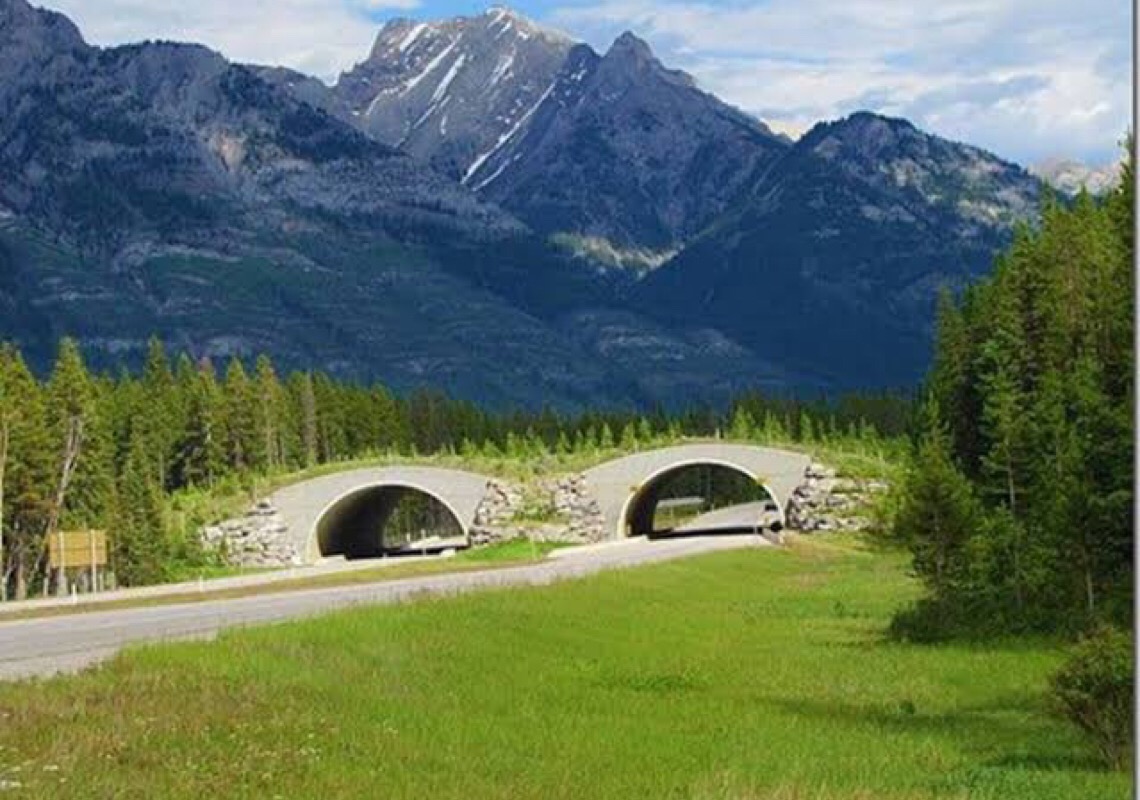 Pontes verdes sobre estradas viram saída para garantir travessia de animais