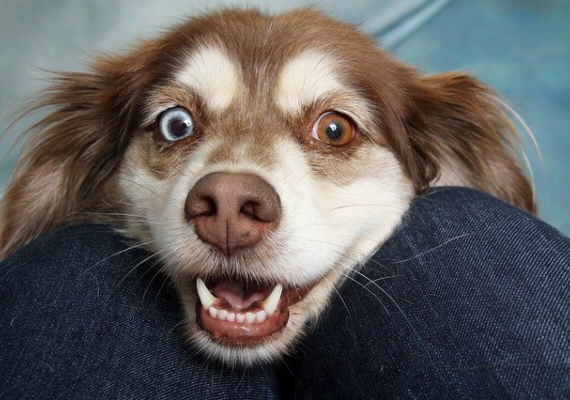 Higiene bucal do seu pet previne de doenças sérias nos rins e no coração