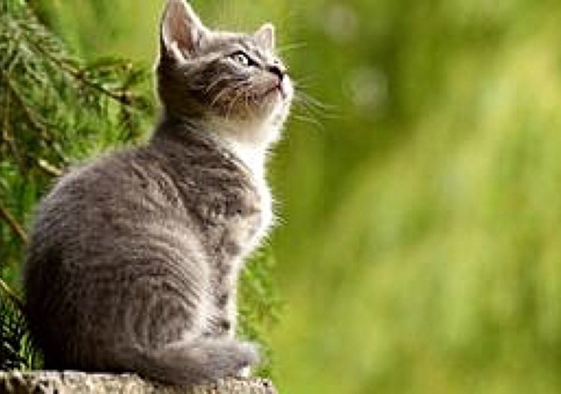 Charmosos, elegantes e brincalhões: Crianças contam sobre sua a relação com gatos