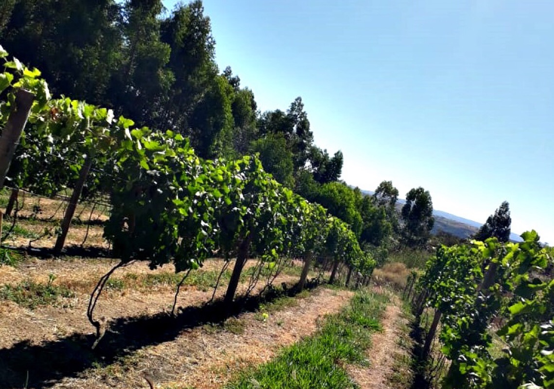Vinhedo Girassol abre nova temporada de passeios com direito à degustação do vinho Terroir Girassol Syrah