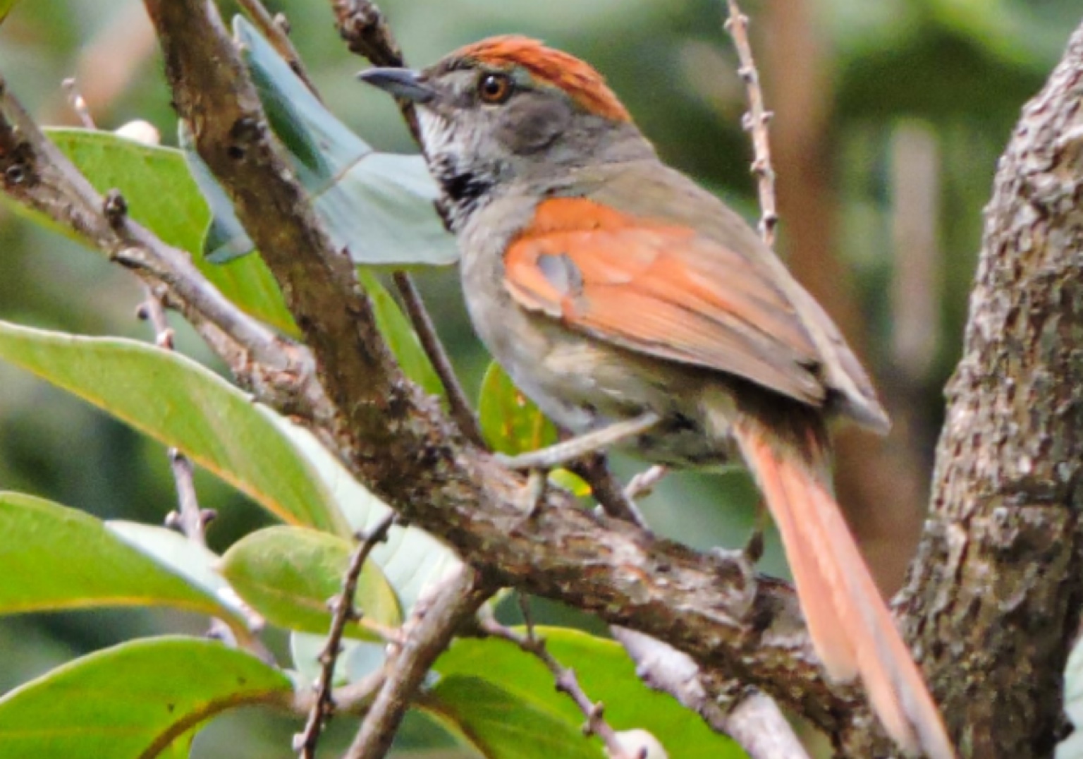 Novo regulamento para estudos de fauna será apresentado ao público
