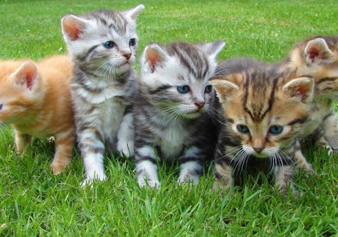 Cuidados essenciais para manter seu pet saudável