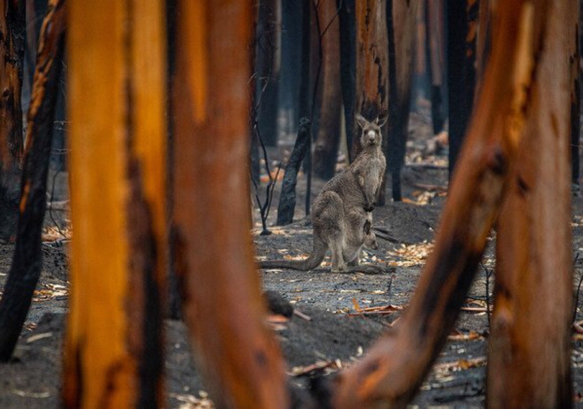 Novo estudo prevê aumento dos incêndios florestais em 50% até o fim do século