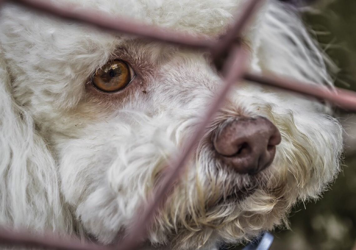Superlotação em abrigos de cães e gatos acende alerta de saúde pública