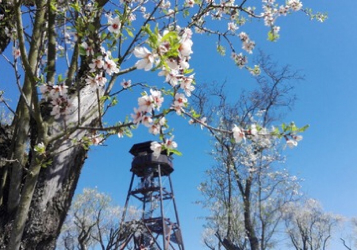 Venha ver como floresce o maior pomar de amendoeiras da Europa Central
