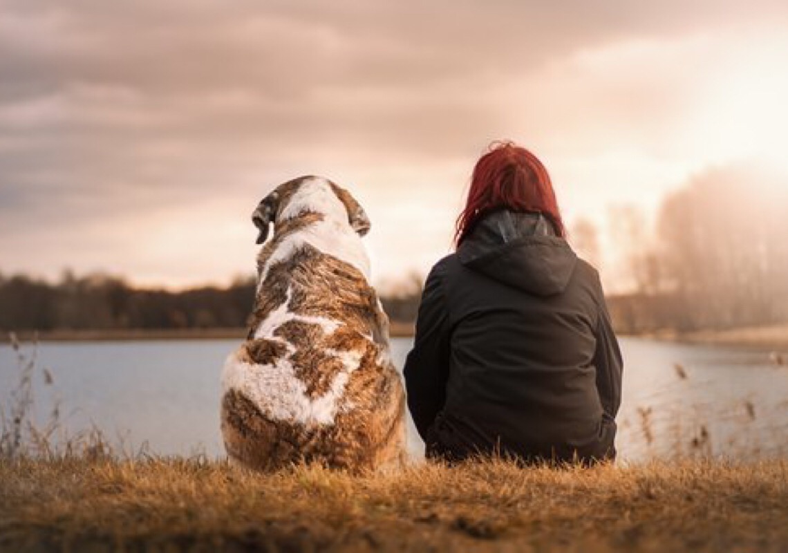 Serviço de animais nos EUA adverte contra vírus 'altamente contagiante' que afeta cães na Flórida