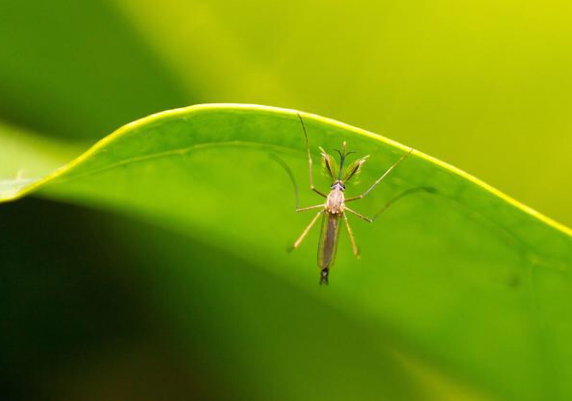 OMS lança iniciativa para evitar novos surtos de dengue, febre amarela e Zika