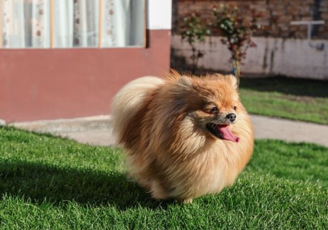 Cães Lulu da Pomerânia são resgatados por maus-tratos em Limeira