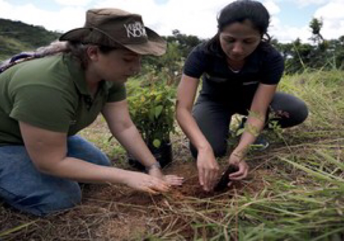 2.800 árvores já foram plantadas em parceria com a Associação Ambientalista Copaíba