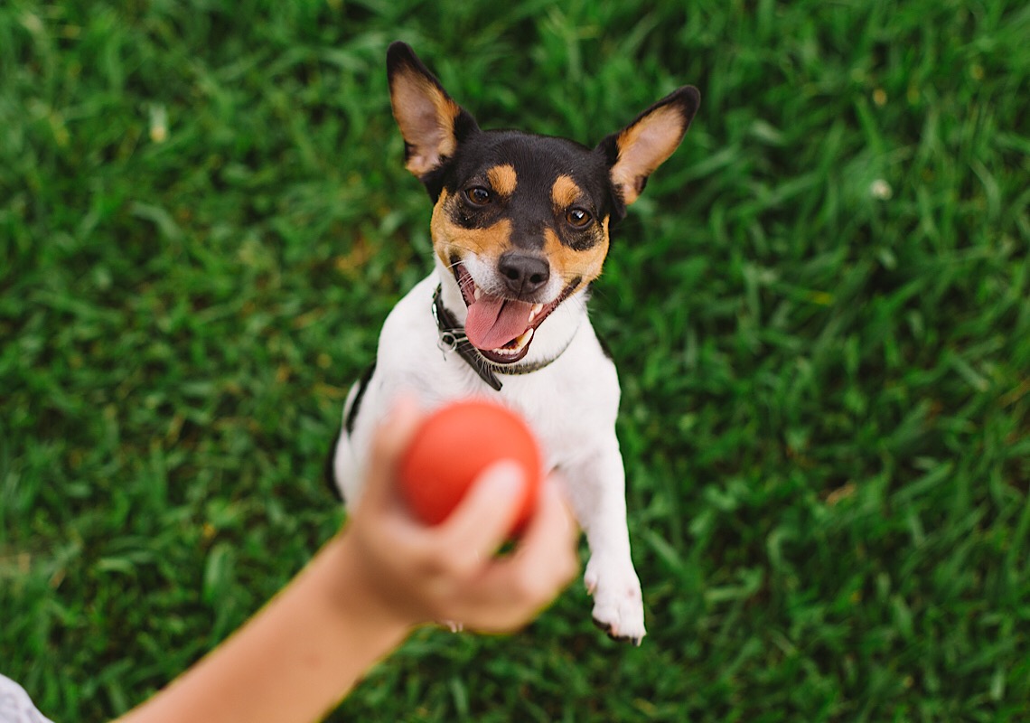 Cinco nutracêuticos mais indicados para cães e gatos