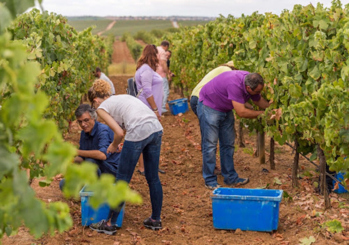 Sete razões para considerar o Alentejo como seu próximo destino de vinhos