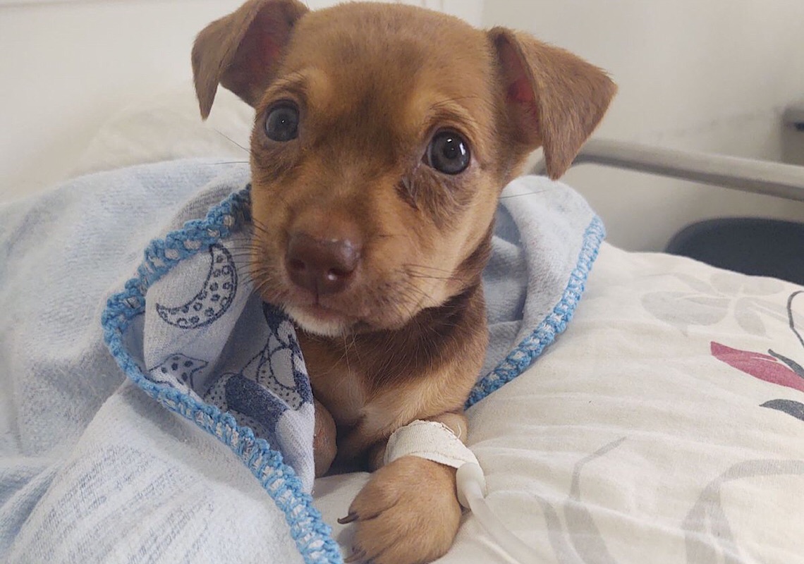 Quer ajudar? Participe da campanha do agasalho para cães e gatos