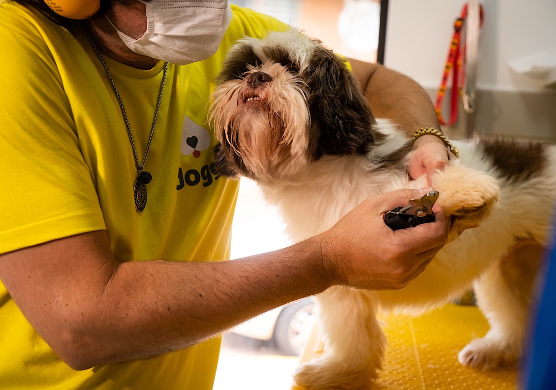 Para incentivar a adoção de animais entre os funcionários, rede cria a licença PETernidade