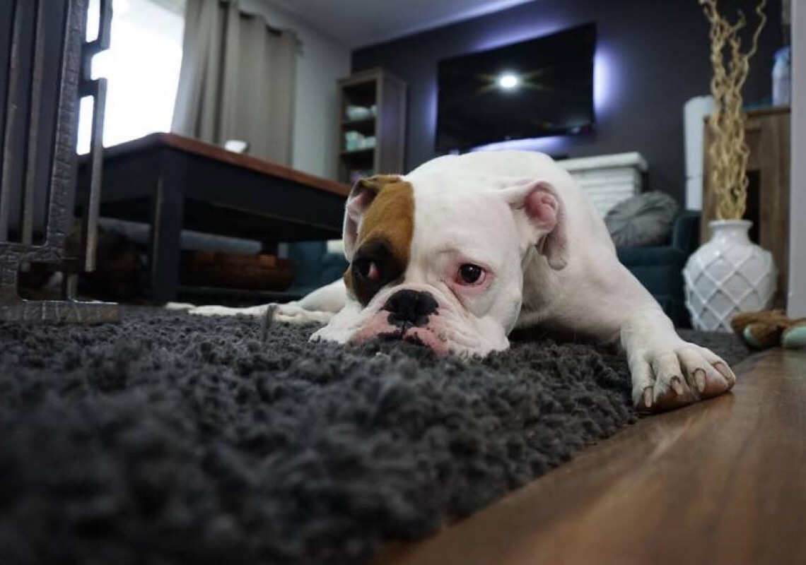 Especialista fala sobre decoração de casas voltada para pets