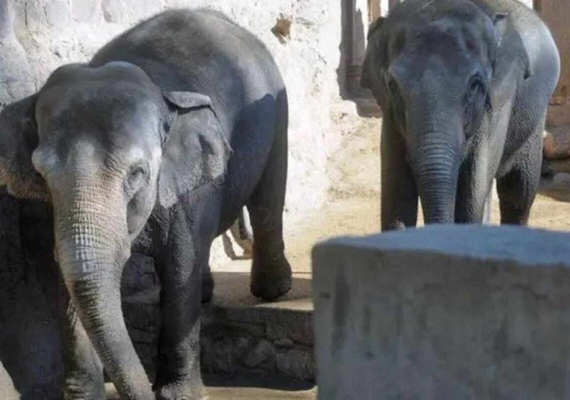 Santuário de Elefantes Brasil, em MT, recebe duas elefantas asiáticas