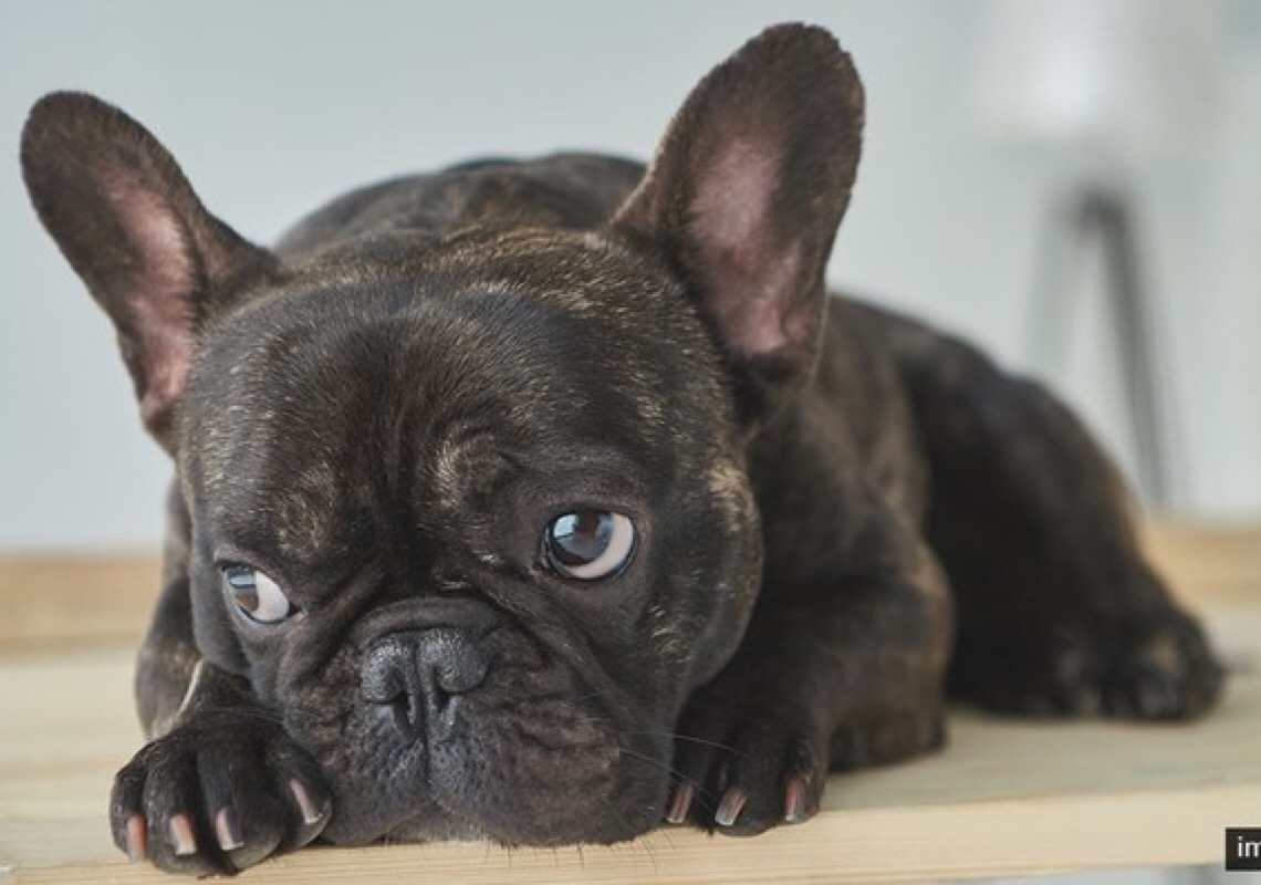 Justiça do DF suspende eutanásia de cachorro com leishmaniose