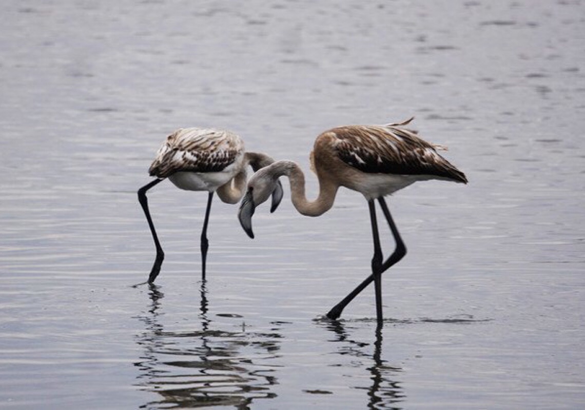 Dia Mundial das Aves Migratórias combate poluição luminosa