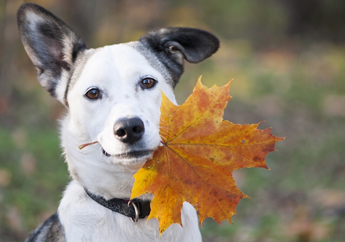 Descubra dicas para diminuir a queda de pelos dos pets durante o outono